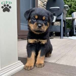 Zeus, Rottweiler Puppy