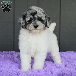 Stormi, Toy Poodle Puppy