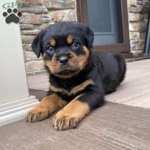 Zeus, Rottweiler Puppy