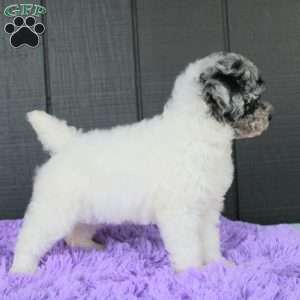 Stormi, Toy Poodle Puppy