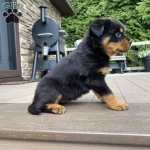 Fretel, Rottweiler Puppy