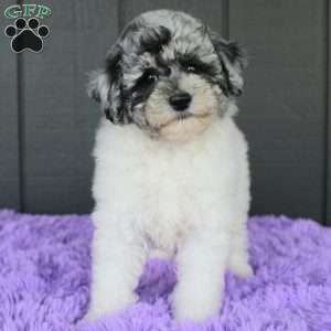 Stormi, Toy Poodle Puppy