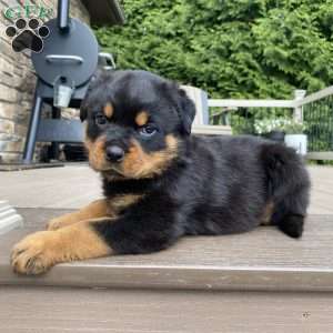 Fretel, Rottweiler Puppy