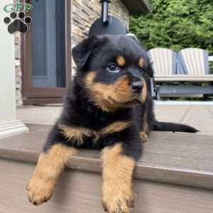 Fretel, Rottweiler Puppy