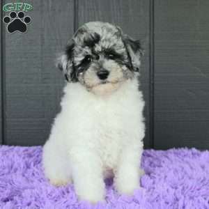 Stormi, Toy Poodle Puppy