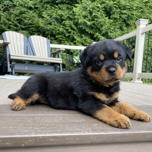 Fretel, Rottweiler Puppy