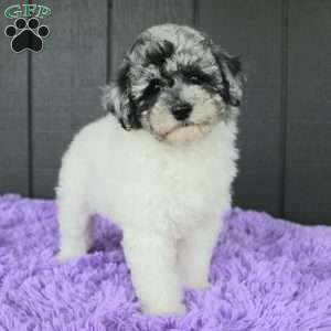 Stormi, Toy Poodle Puppy
