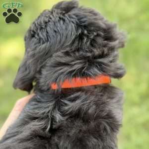 Coco, Golden Mountain Doodle Puppy