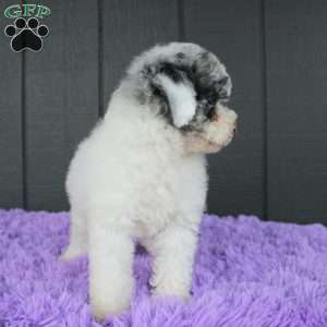 Sky, Toy Poodle Puppy