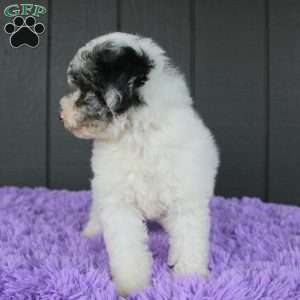 Sky, Toy Poodle Puppy