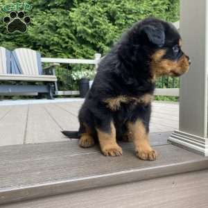 Fretel, Rottweiler Puppy