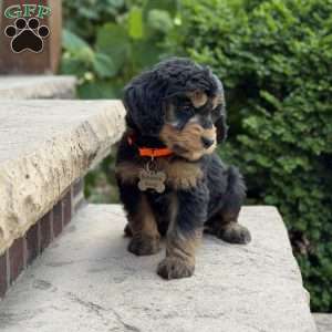 Coco, Golden Mountain Doodle Puppy