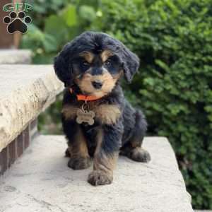 Coco, Golden Mountain Doodle Puppy