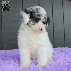 Sky, Toy Poodle Puppy
