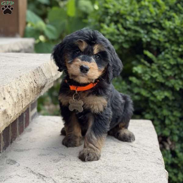 Coco, Golden Mountain Doodle Puppy
