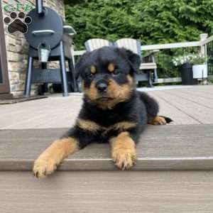 Fretel, Rottweiler Puppy