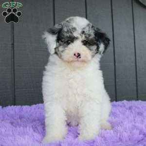 Sky, Toy Poodle Puppy