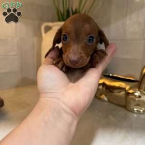Pooh, Dachshund Puppy