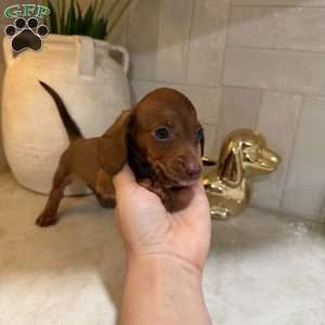Pooh, Dachshund Puppy