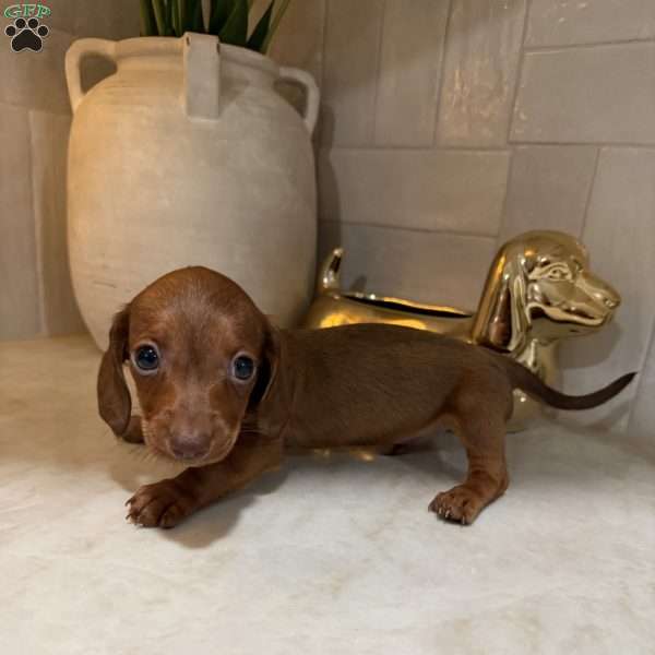 Pooh, Dachshund Puppy