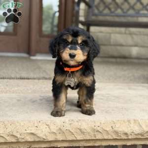 Coco, Golden Mountain Doodle Puppy