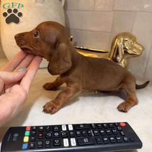 Pooh, Dachshund Puppy