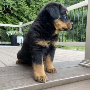 Otto, Rottweiler Puppy