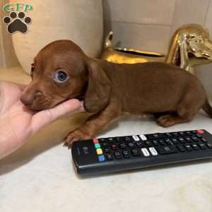Pooh, Dachshund Puppy