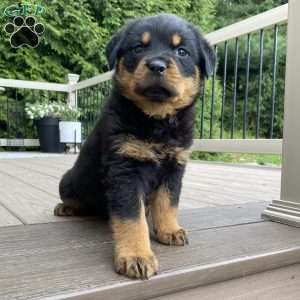 Otto, Rottweiler Puppy