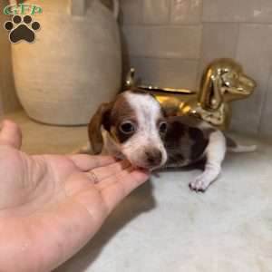 Piglet, Dachshund Puppy