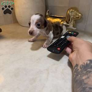 Piglet, Dachshund Puppy