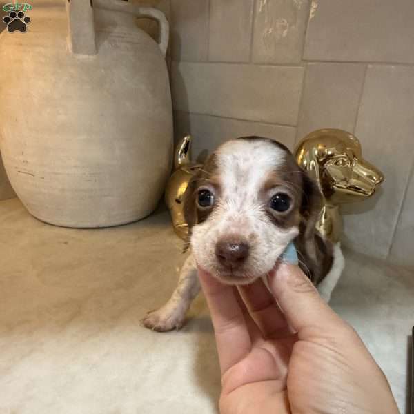Piglet, Dachshund Puppy