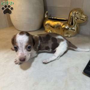 Piglet, Dachshund Puppy