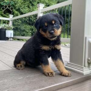 Otto, Rottweiler Puppy