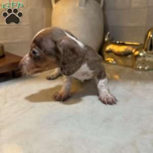 Eeyore, Dachshund Puppy