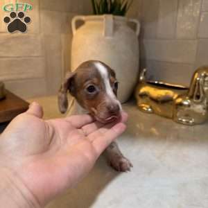 Eeyore, Dachshund Puppy