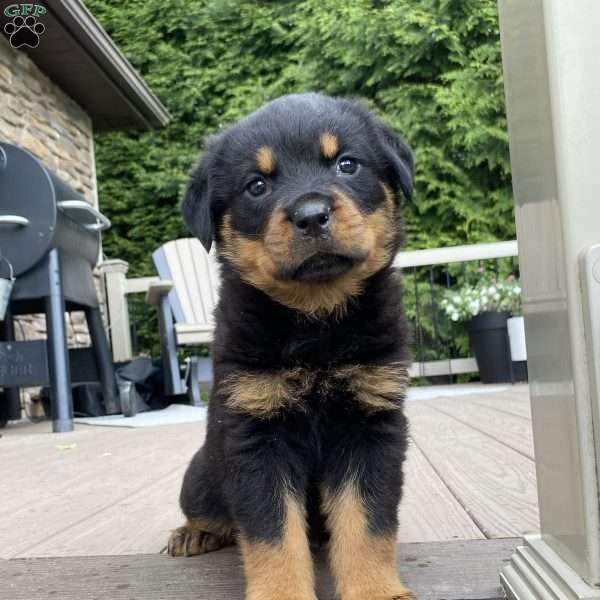 Otto, Rottweiler Puppy