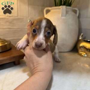 Eeyore, Dachshund Puppy