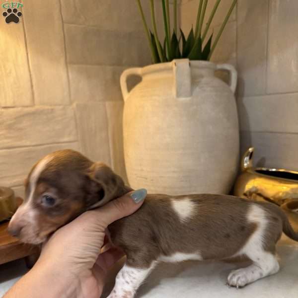 Eeyore, Dachshund Puppy