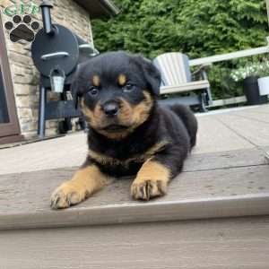 Otto, Rottweiler Puppy