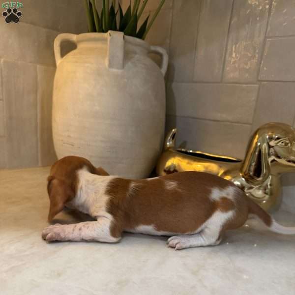 Tigger, Dachshund Puppy