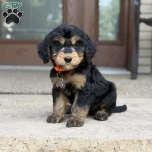 Coco, Golden Mountain Doodle Puppy