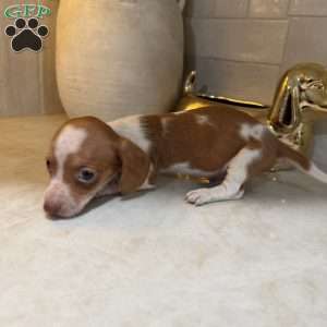 Tigger, Dachshund Puppy