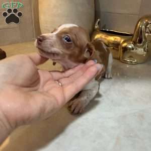 Tigger, Dachshund Puppy