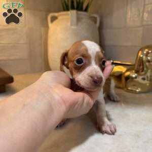 Tigger, Dachshund Puppy