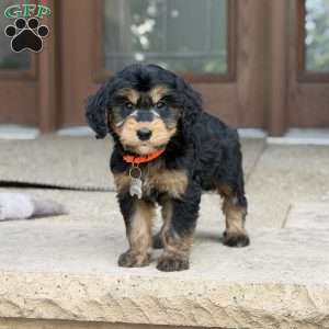 Coco, Golden Mountain Doodle Puppy