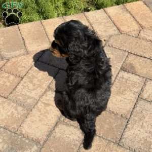 Coco, Golden Mountain Doodle Puppy