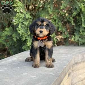 Coco, Golden Mountain Doodle Puppy