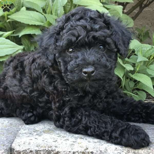 Pudge, Bich-Poo Puppy