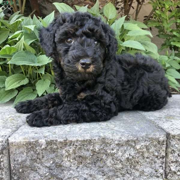 Prince, Bich-Poo Puppy